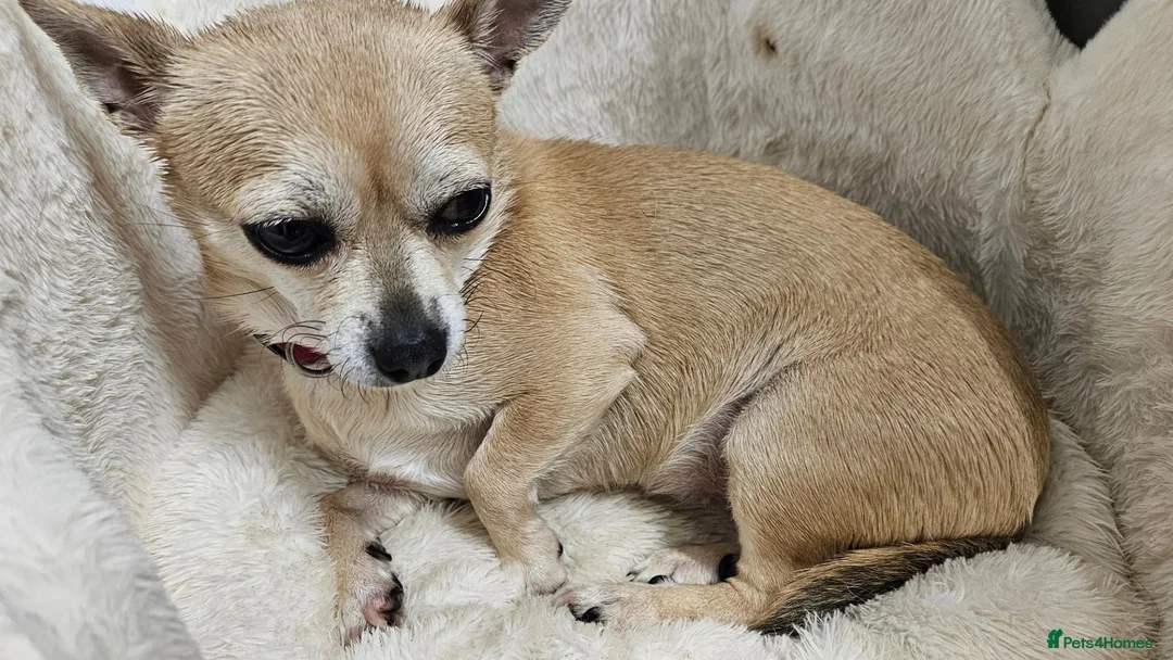 Chihuahua dogs for sale: Chihuahua  - Advert 1
