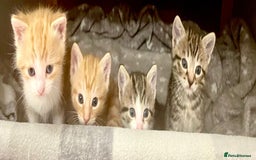 Mixed Breed cats for sale: ***BEAUTIFUL KITTENS*** Ready For New Homes - Image 12