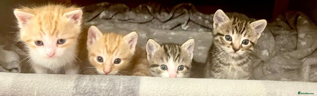 Mixed Breed cats for sale: ***BEAUTIFUL KITTENS*** Ready For New Homes - Image 12