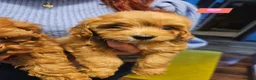 Cavapoo dogs for sale: 🩵🫧 4 Cavapoo Puppies 🫧🩵 - Advert 12