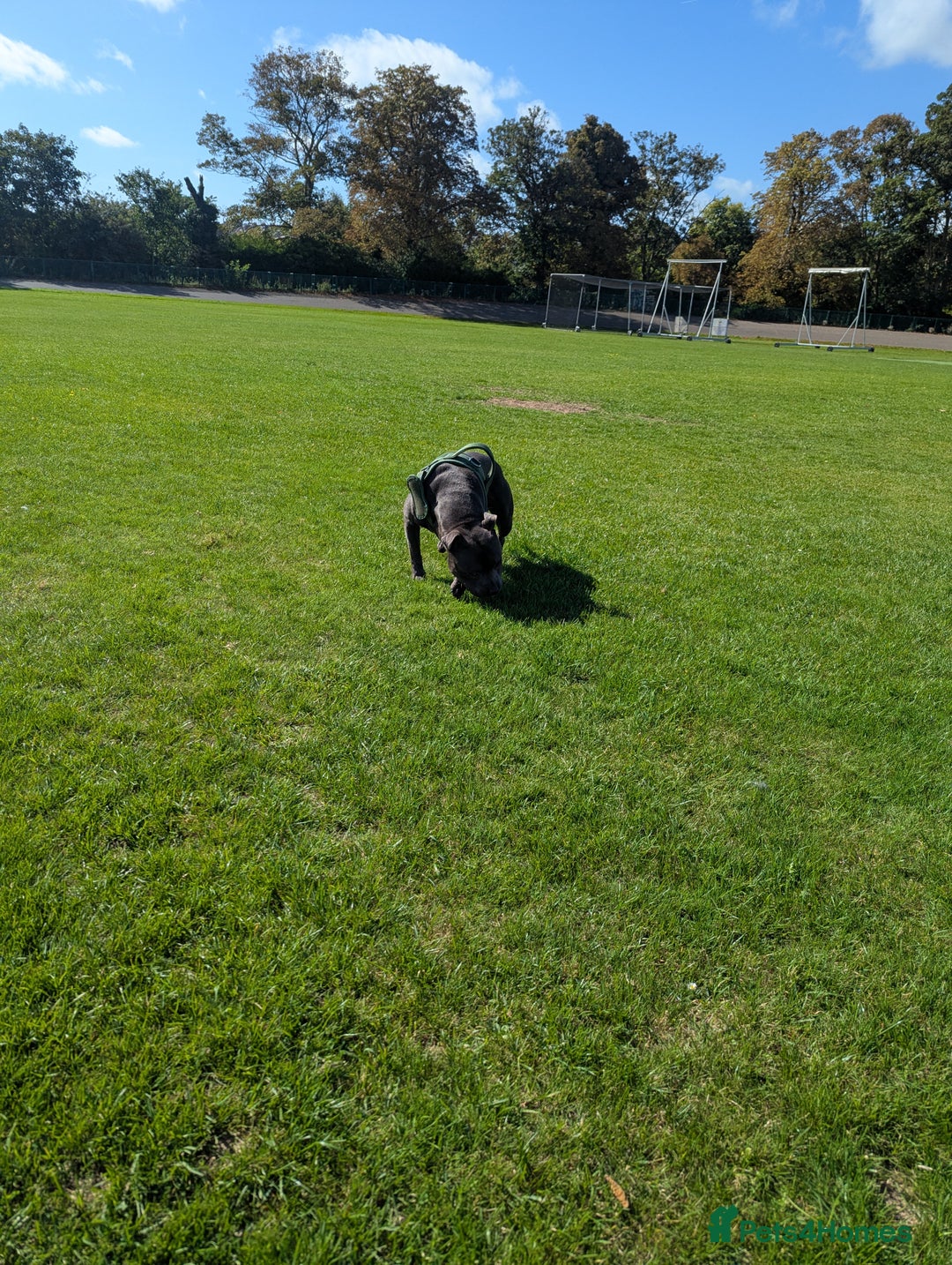 Staffordshire Bull Terrier dogs for sale: Blue staff for sale  - Image 15