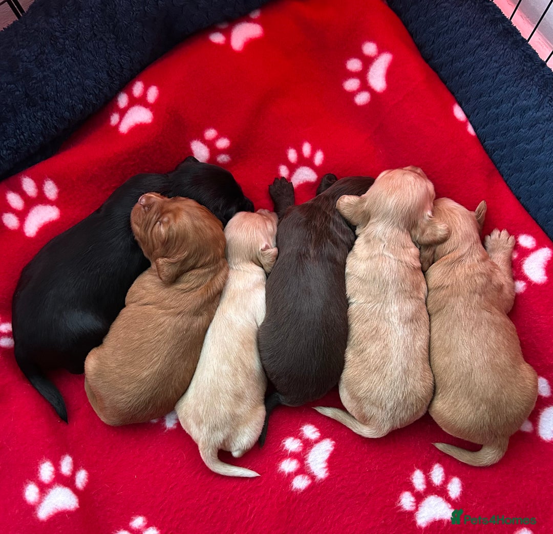 Cocker Spaniel dogs for sale: KC registered Working Cocker Spaniels puppys  - Advert 2