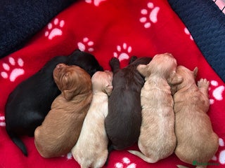 Cocker Spaniel dogs KC registered Working Cocker Spaniels puppys - Advert 4