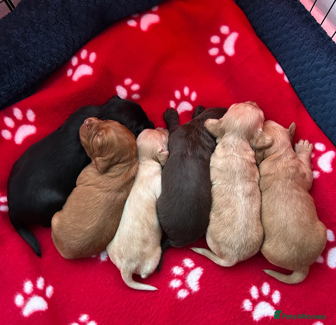 Cocker Spaniel dogs for sale:  Ready now!1 Boy left! KC Working Cocker Spaniels  - Advert 6