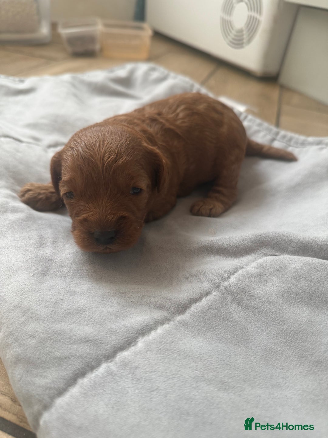 Cavapoo dogs for sale: Adorable F1B Cavapoo Puppies - Advert 3