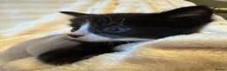 Mixed Breed cats for sale: 4 Adorable ragdoll x tuxedo kittens in Basildon - Advert 10