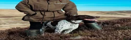 German Shorthaired Pointer dogs for stud: ✨FULLY HEALTH TESTED✨ Proven GSP stud - Advert 4