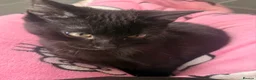 Domestic Shorthair cats for sale: Archie - Advert 2
