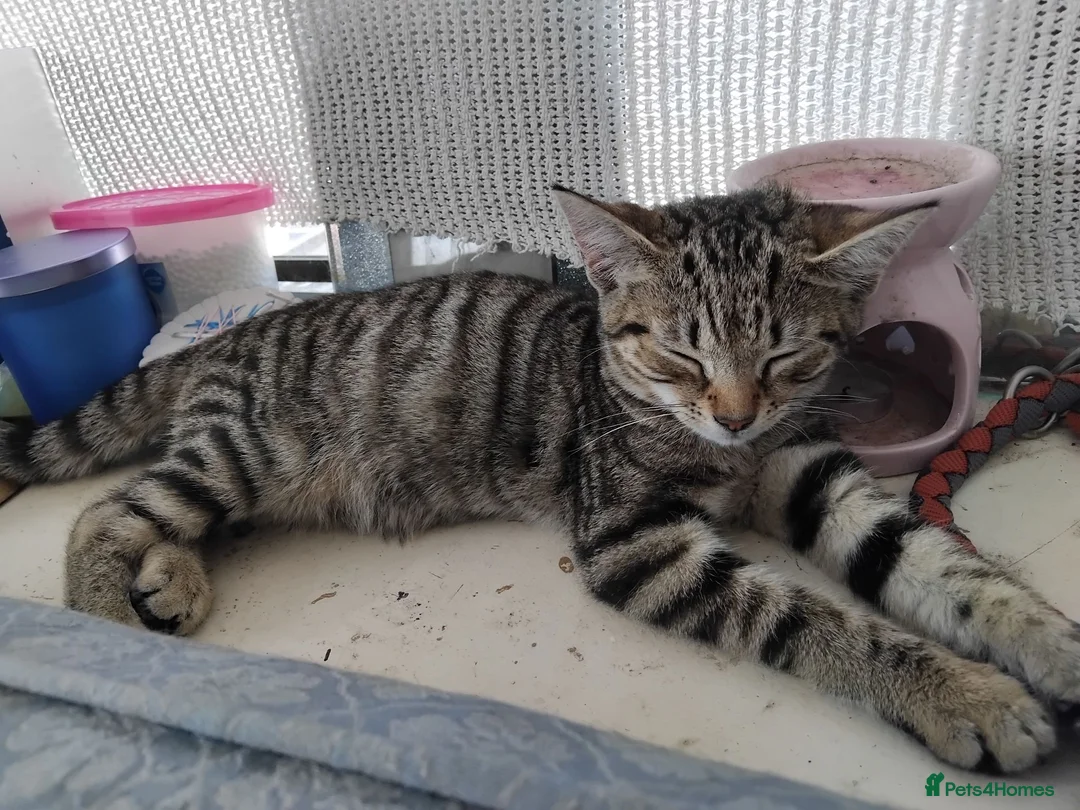 Mixed Breed cats for sale: Three 14 week old kittens  - Advert 4