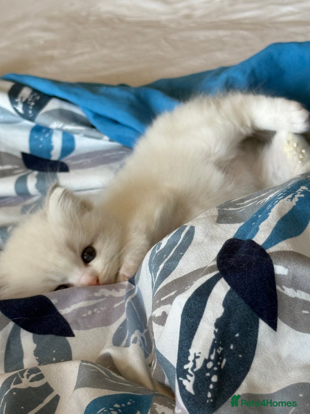 Ragdoll cats for sale: Beautiful Fluffy Ragdoll Kittens –One Boy&One Girl - Advert 3