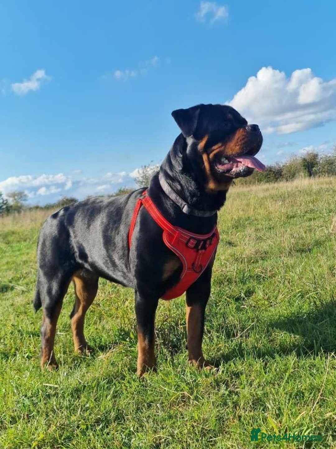 Rottweiler dogs for sale: ROTTWEILER PUPPIES- READY  29/12/25 - Advert 16