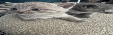 British Shorthair 1 Lilac 