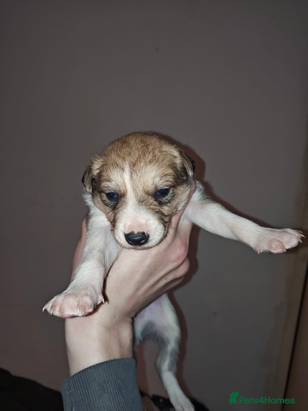 Mixed Breed dogs for sale: Border Collie X Husky/Whippet puppies for sale - Advert 4