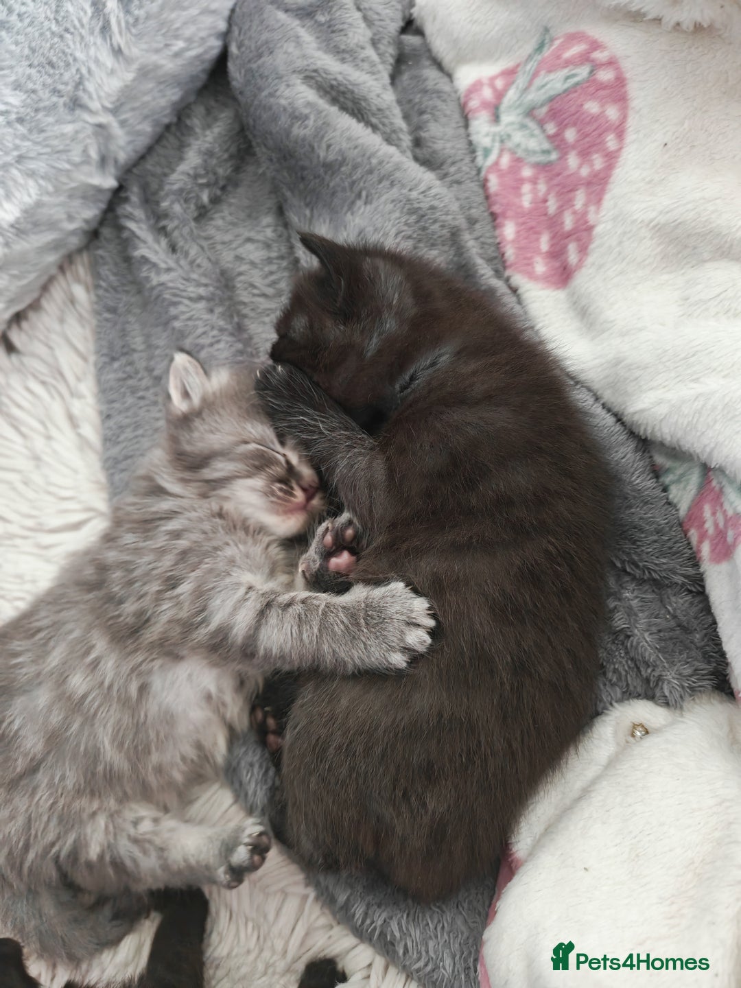 Russian Blue cats for sale: Stunning Russian blue kittens  - Advert 6