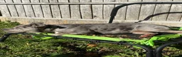 Mixed Breed dogs for sale: Merle staffrench boy 6 month old  in Wolverhampton - Advert 2