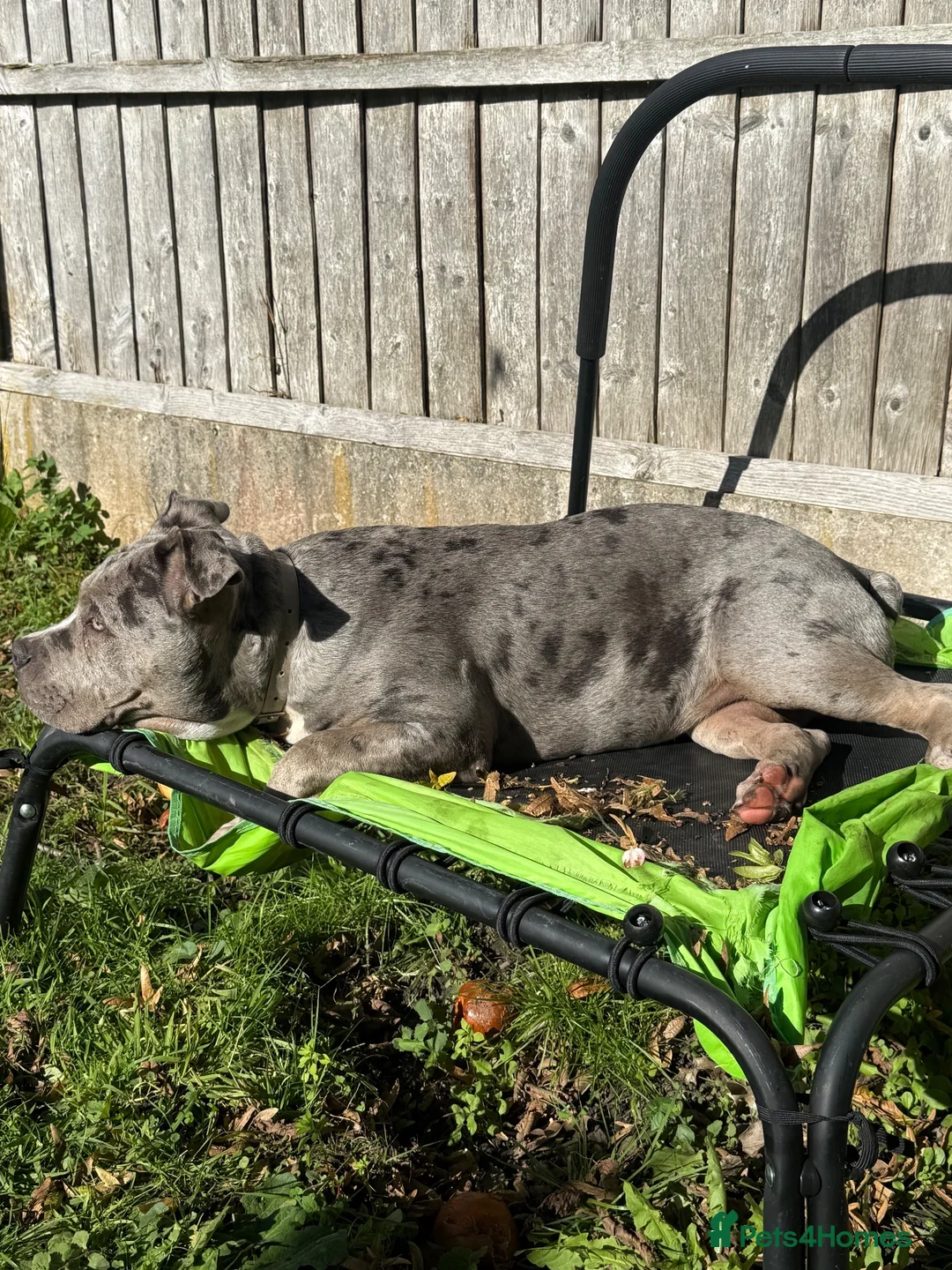 Mixed Breed dogs for sale: Merle staffrench boy 6 month old  in Wolverhampton - Advert 2
