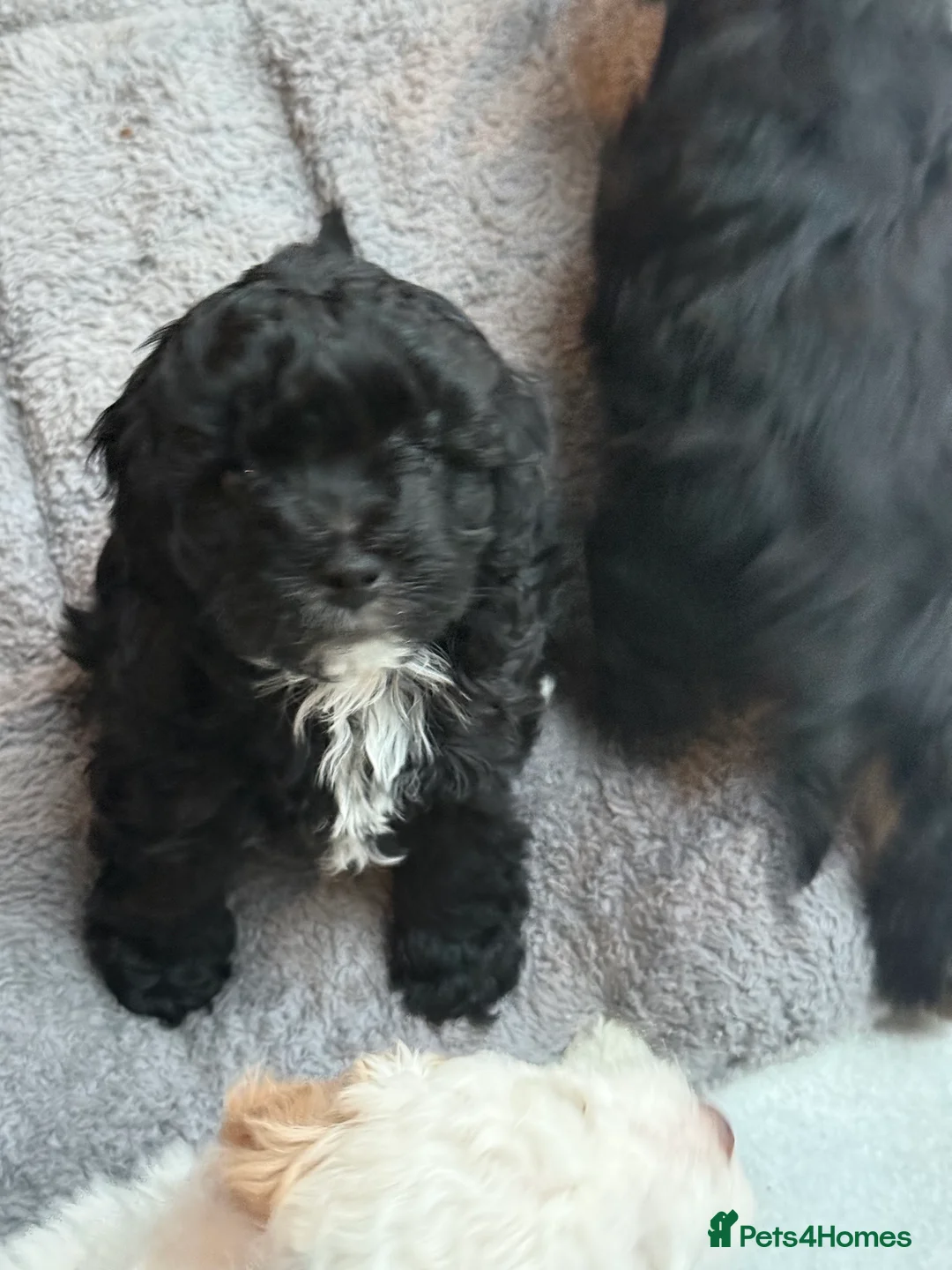 Cavapoo dogs for sale: Beautiful F1b Cavapoo Puppies - Only 3 left  - Advert 5