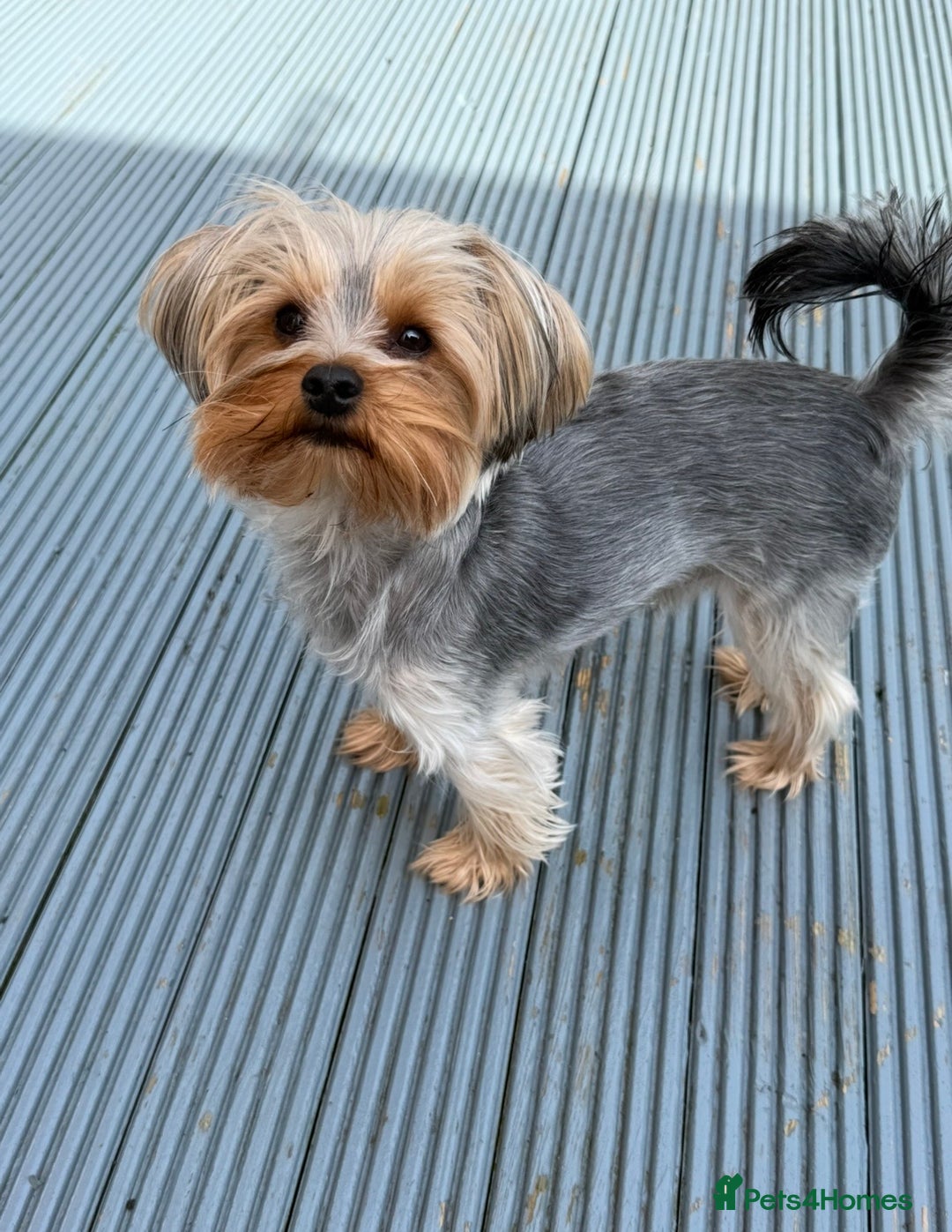 Yorkshire Terrier dogs for sale: Yorkshire terrier puppies  - Advert 3