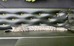 Scottish Fold cats for sale: Scottish fold beautiful Boy - Image 2