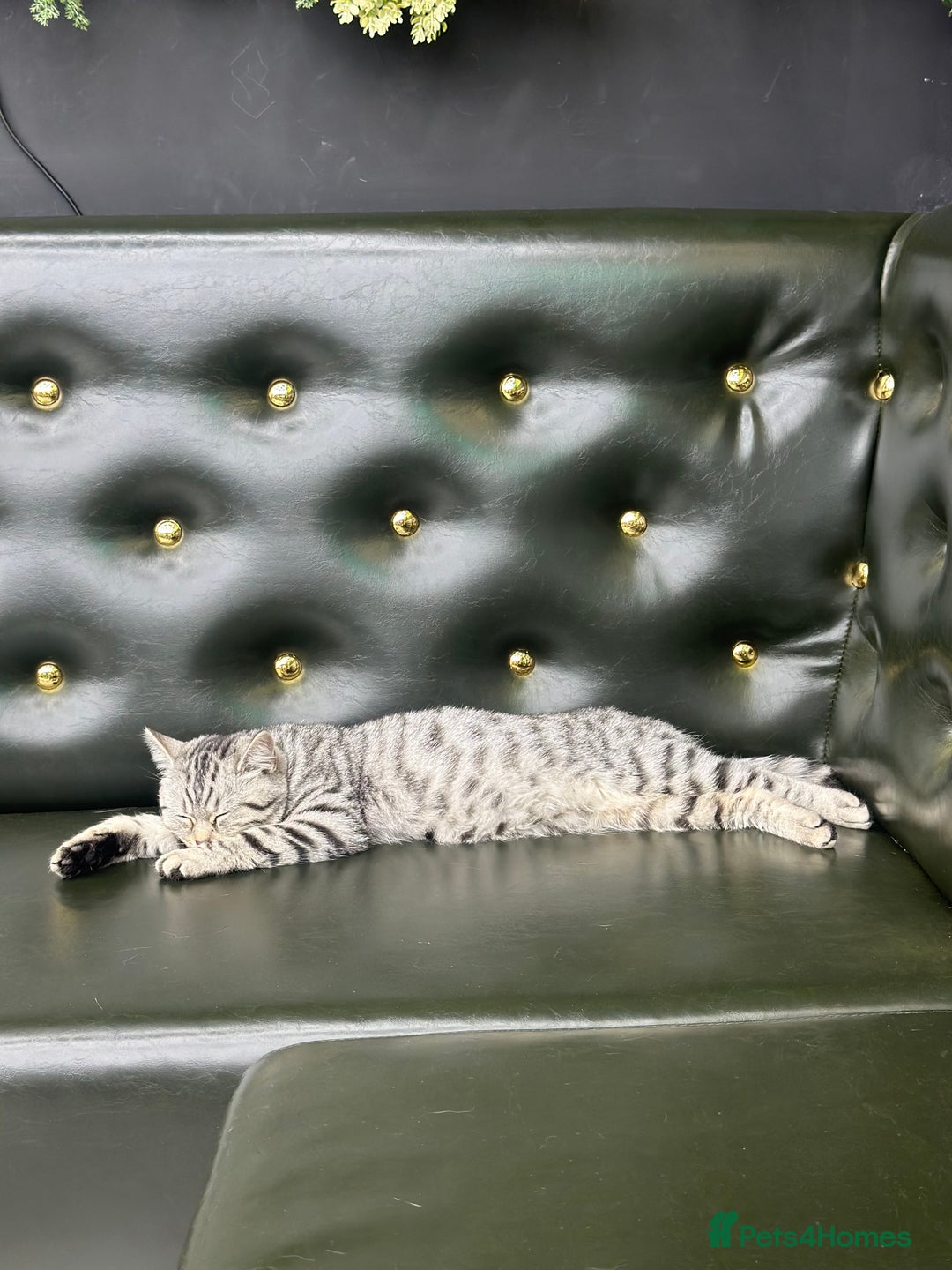 Scottish Fold cats for sale: Scottish fold beautiful Boy - Image 2