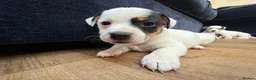 Jack Russell dogs for sale: Miniature jack Russell puppies  in Chesterfield - Advert 11