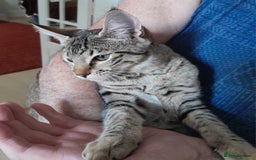 Savannah cats for sale: F5 Full Pedigree Tica Registered Girl Kitten - Image 5