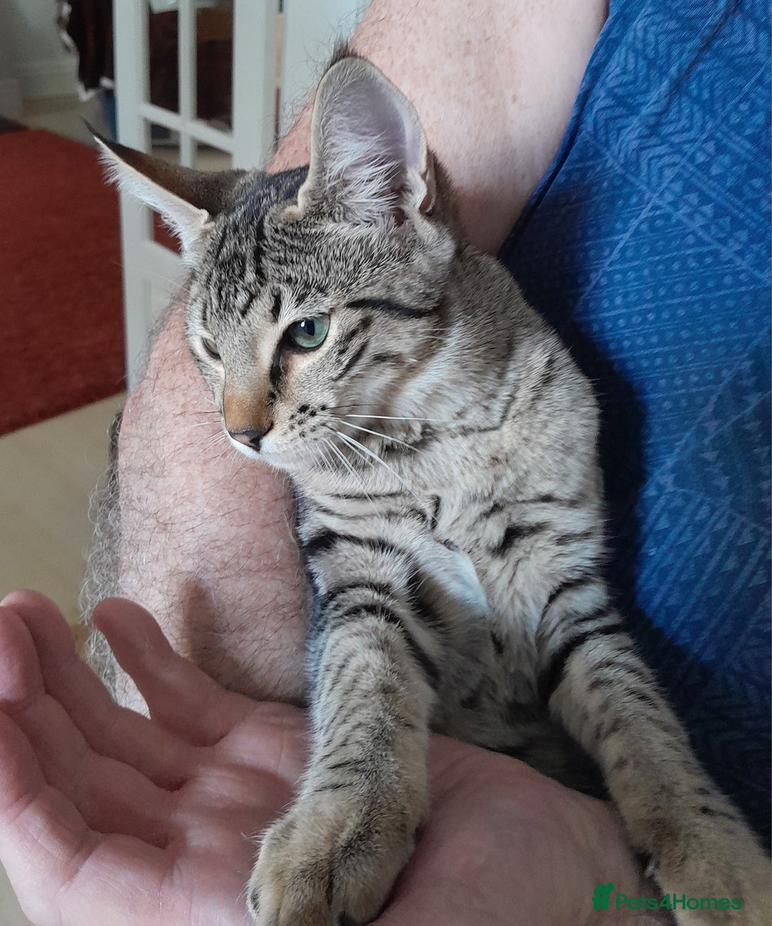 Savannah cats for sale: F5 Full Pedigree Tica Registered Girl Kitten - Image 5