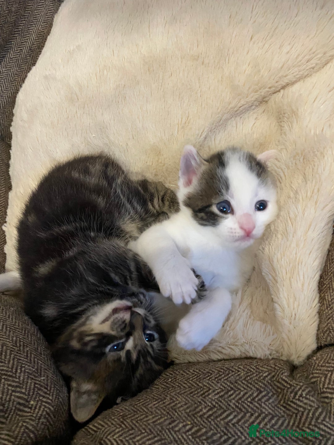 Mixed Breed cats for sale: Beautiful kitten male  - Advert 8