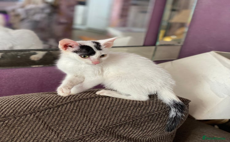 Mixed Breed cats for sale - Advert 1