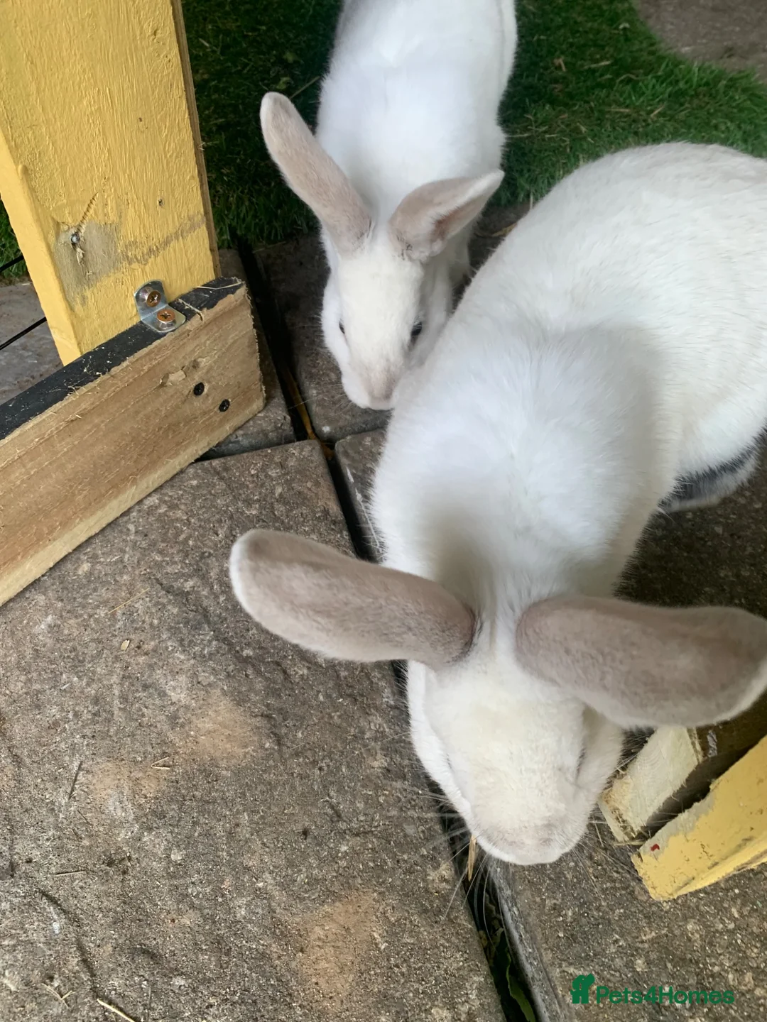 Continental Giant rabbits for sale: Continental giant cross with mini lop - Advert 6