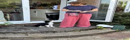 Mixed Breed dogs for sale: Beautiful & Intelligent Collie Mix Needs 4eva Home - Advert 17