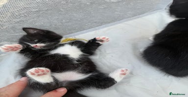 Mixed Breed cats in Dunstable - Advert 11
