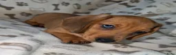 Miniature Dachshund dogs for sale: Miniature dachshund  - Advert 6