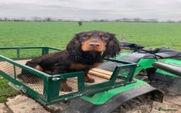 Cocker Spaniel dogs for sale: Only 1 pup left! Fantastic WCS health tested pup  - Image 3