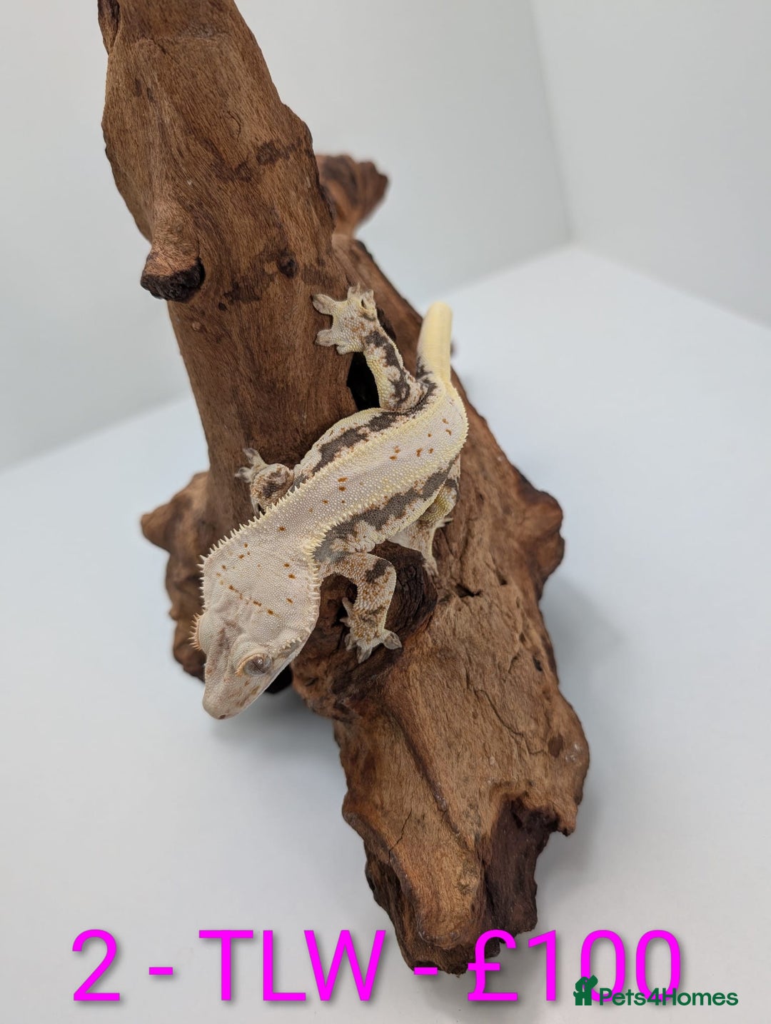 Gecko reptiles for sale: Adult Crested Geckos - Advert 2