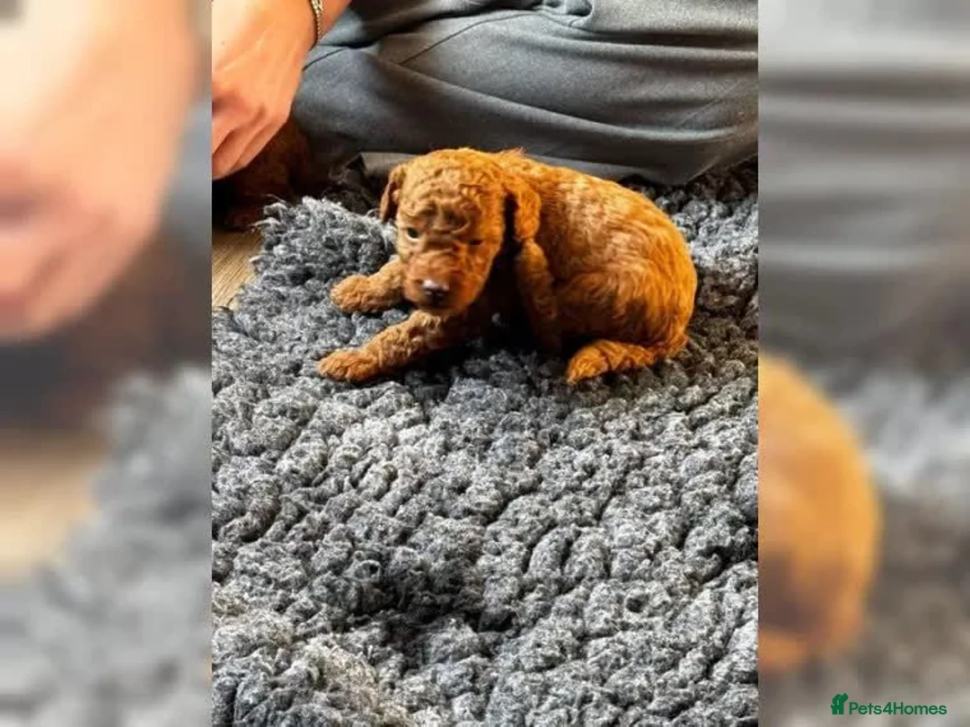 Miniature Poodle dogs for sale: Miniature Poodle puppies from a family home - Advert 2