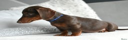 Miniature Dachshund dogs for sale: Miniature Dachshund Boys **LAST BOY** - Advert 2