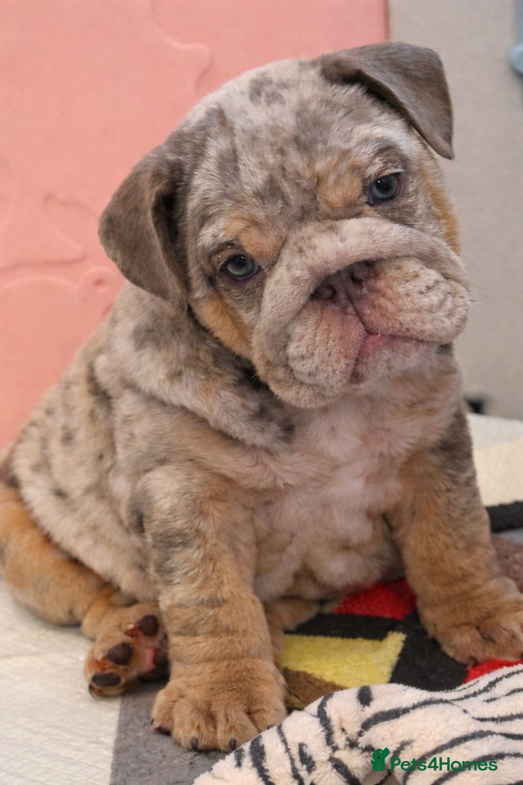 English Bulldog dogs KC Registered EB Pups Fully health Tested Parents  - Advert 1