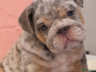 English Bulldog dogs KC Registered EB Pups Fully health Tested Parents - Advert 1