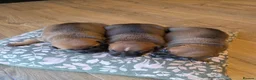 Staffordshire Bull Terrier dogs for sale: Staffordshire bull terier red puppies  - Advert 18