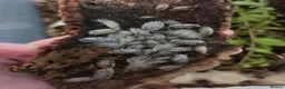 Isopods invertebrates for sale: Dairy cow isopods  - Advert 2
