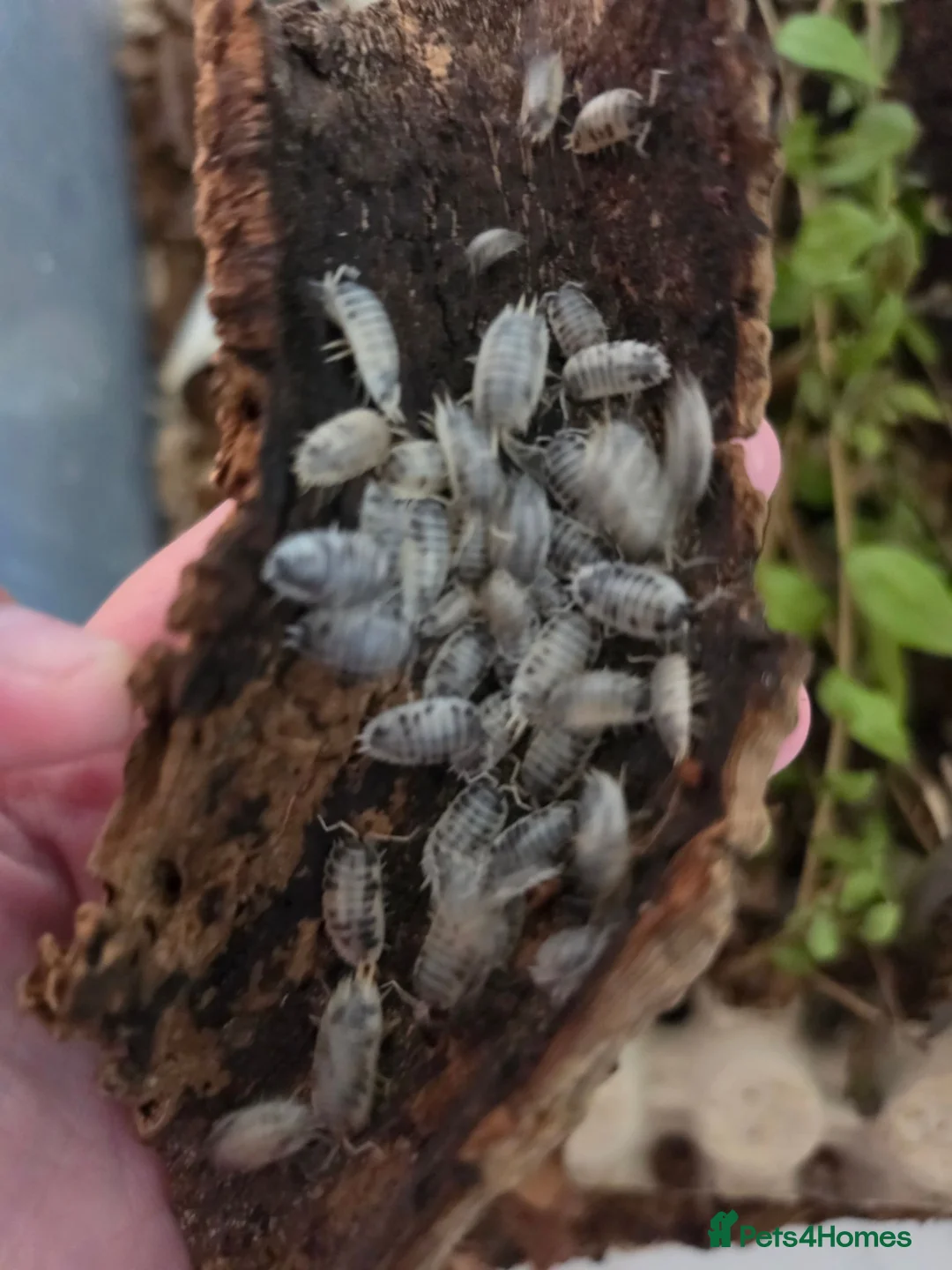 Isopods invertebrates for sale: Dairy cow isopods  - Advert 2