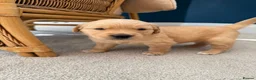 Golden Retriever dogs for sale: Kennel Club Golden Retriever Puppies Health Tested - Advert 19