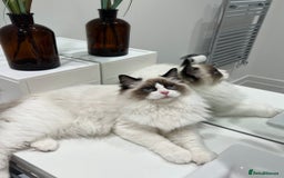 Ragdoll cats for sale: Last 2 Active boys, Champion blood - Image 7