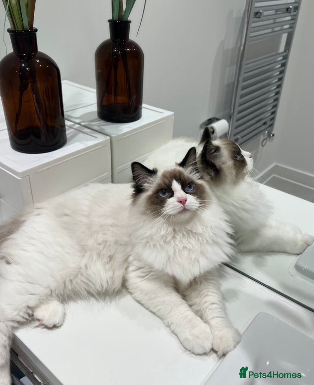 Ragdoll cats for sale: Last 2 Active boys, Champion blood - Image 7