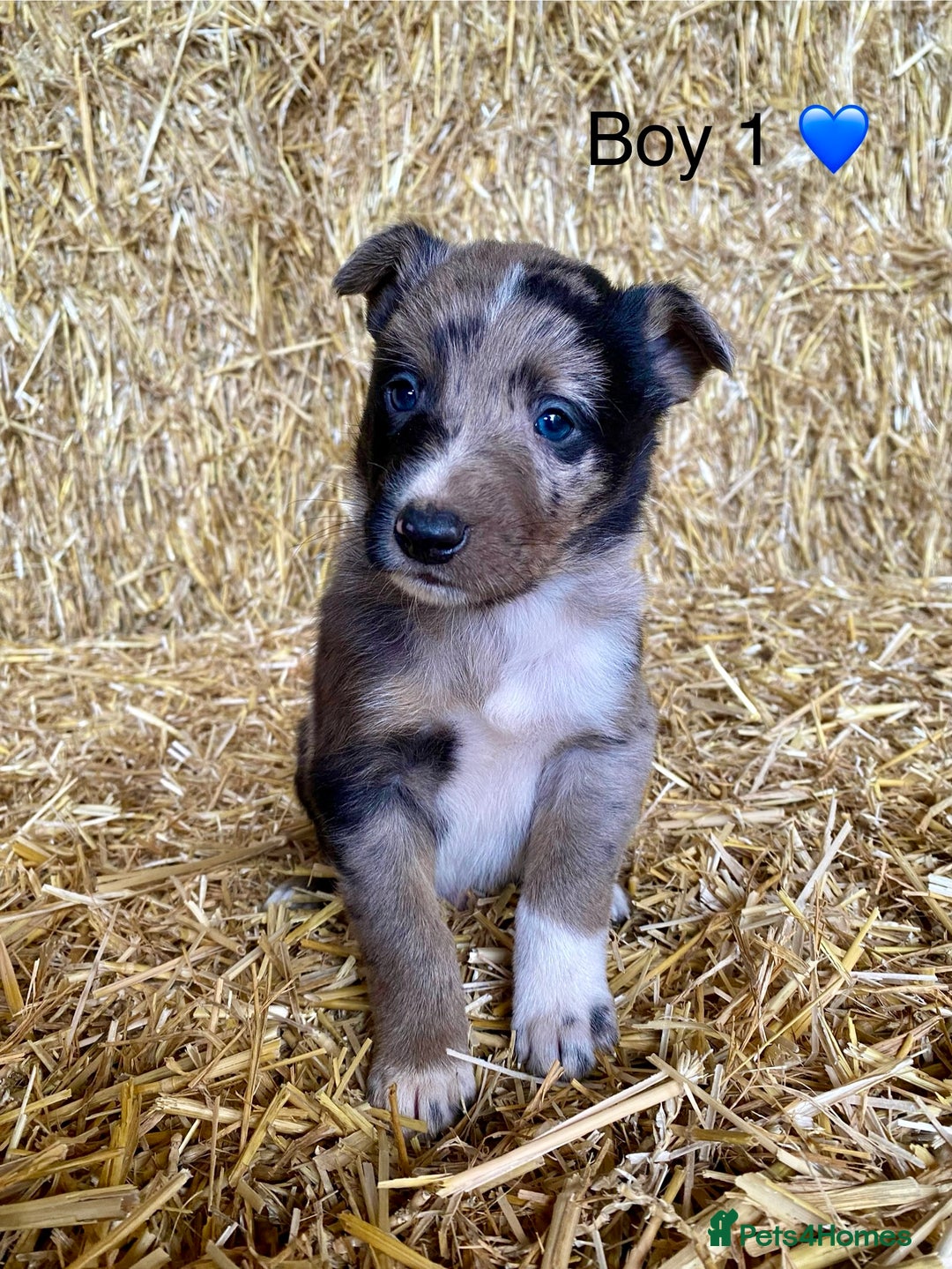 Border Collie dogs for sale: Border Collie Puppies - Advert 1