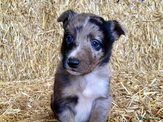 Border Collie dogs Border Collie Puppies - Advert 3