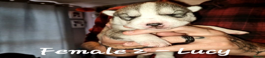 Siberian Husky Puppy 2