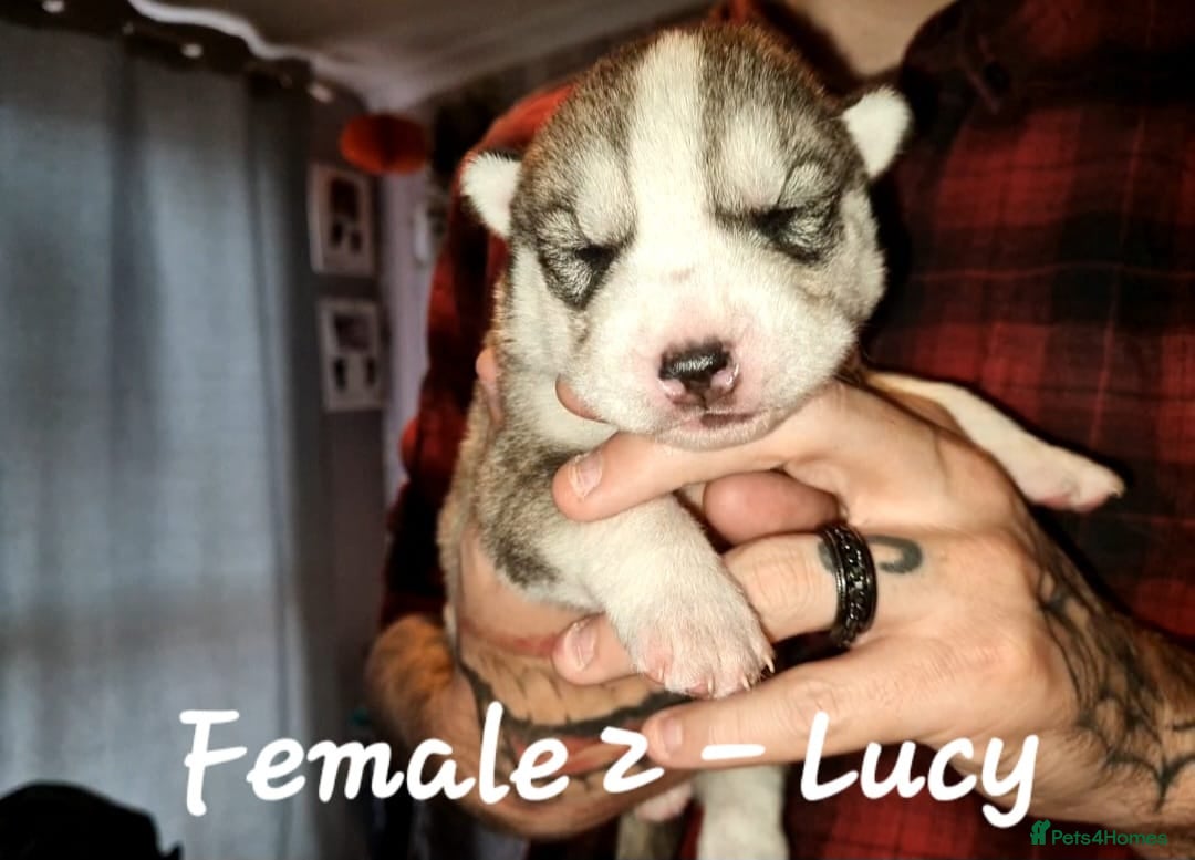 Siberian Husky dogs for sale: Serbian Huskeys  - Image 4