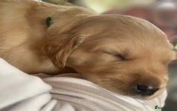 Golden Retriever dogs for sale: Golden Retriever pups - Image 10